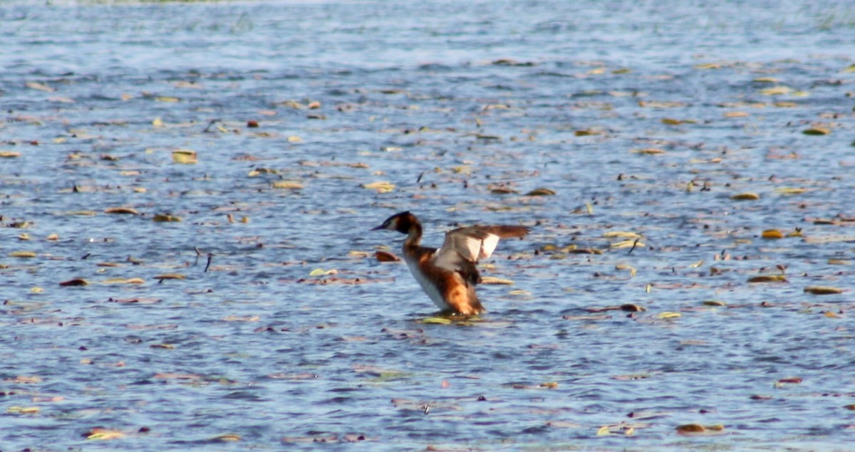Great Crested Grebe - ML617884475