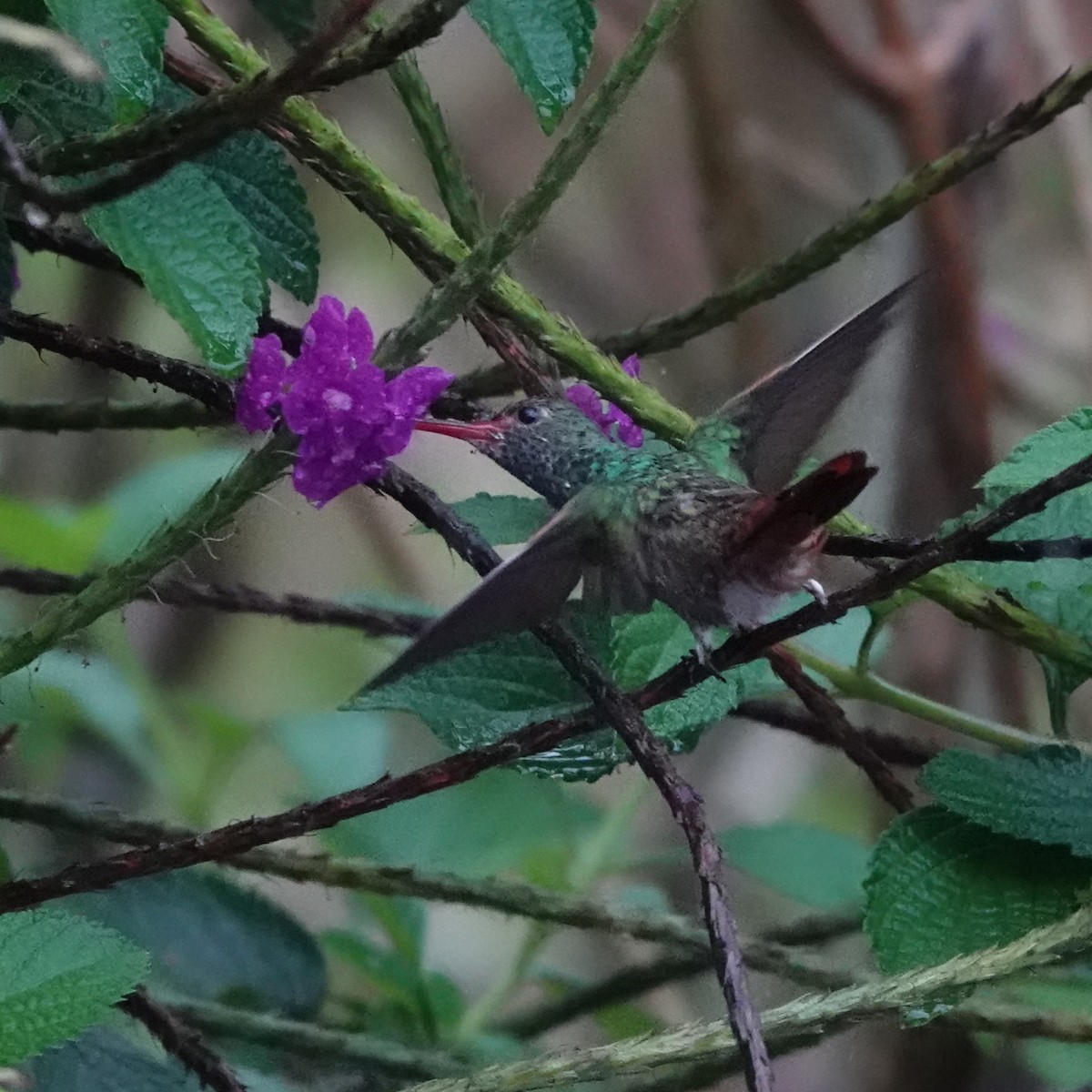 Rufous-tailed Hummingbird - ML617884482