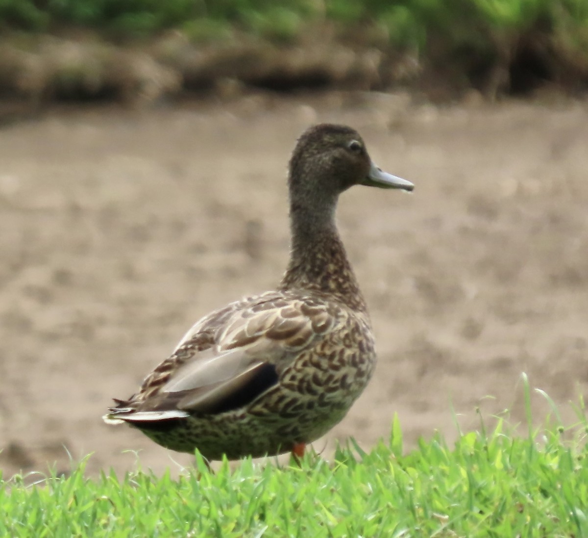 Hawaiian Duck - ML617884485
