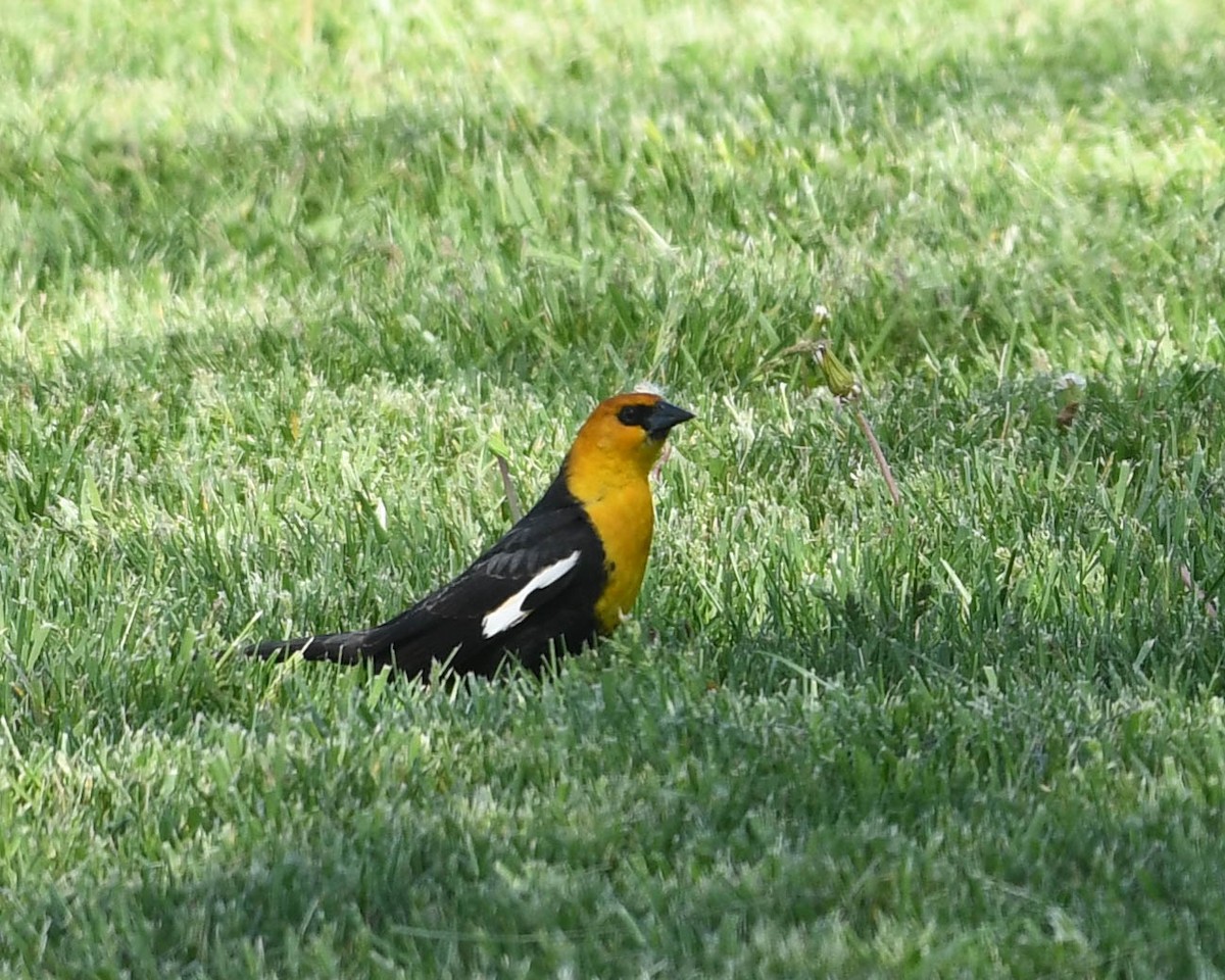 Yellow-headed Blackbird - ML617884525