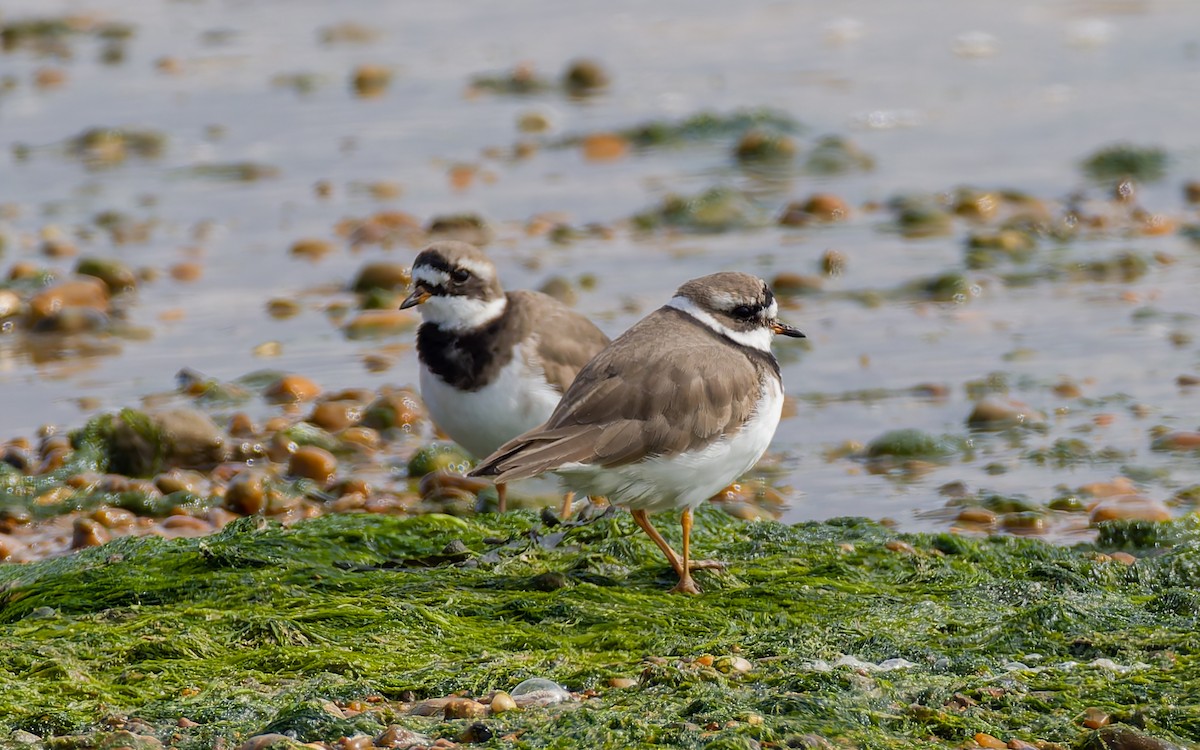 Common Ringed Plover - ML617884558