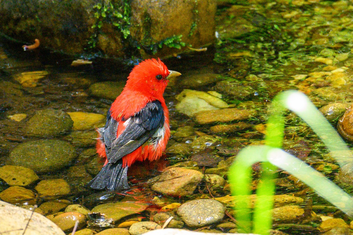 Scarlet Tanager - ML617884571