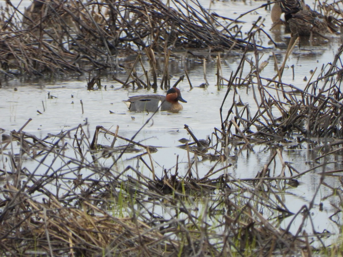 Green-winged Teal - Rick Luehrs