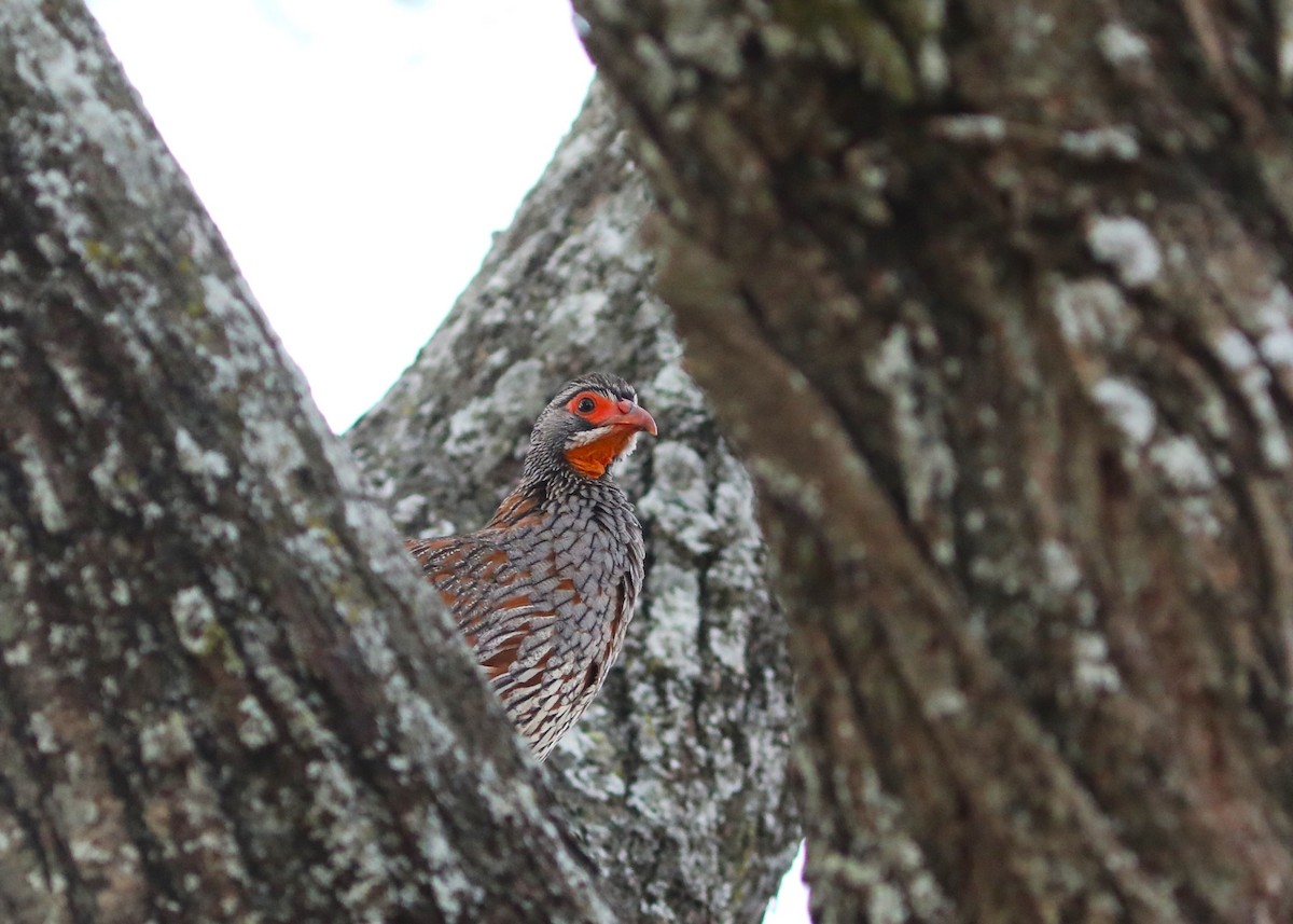 Gray-breasted Spurfowl - ML617884633