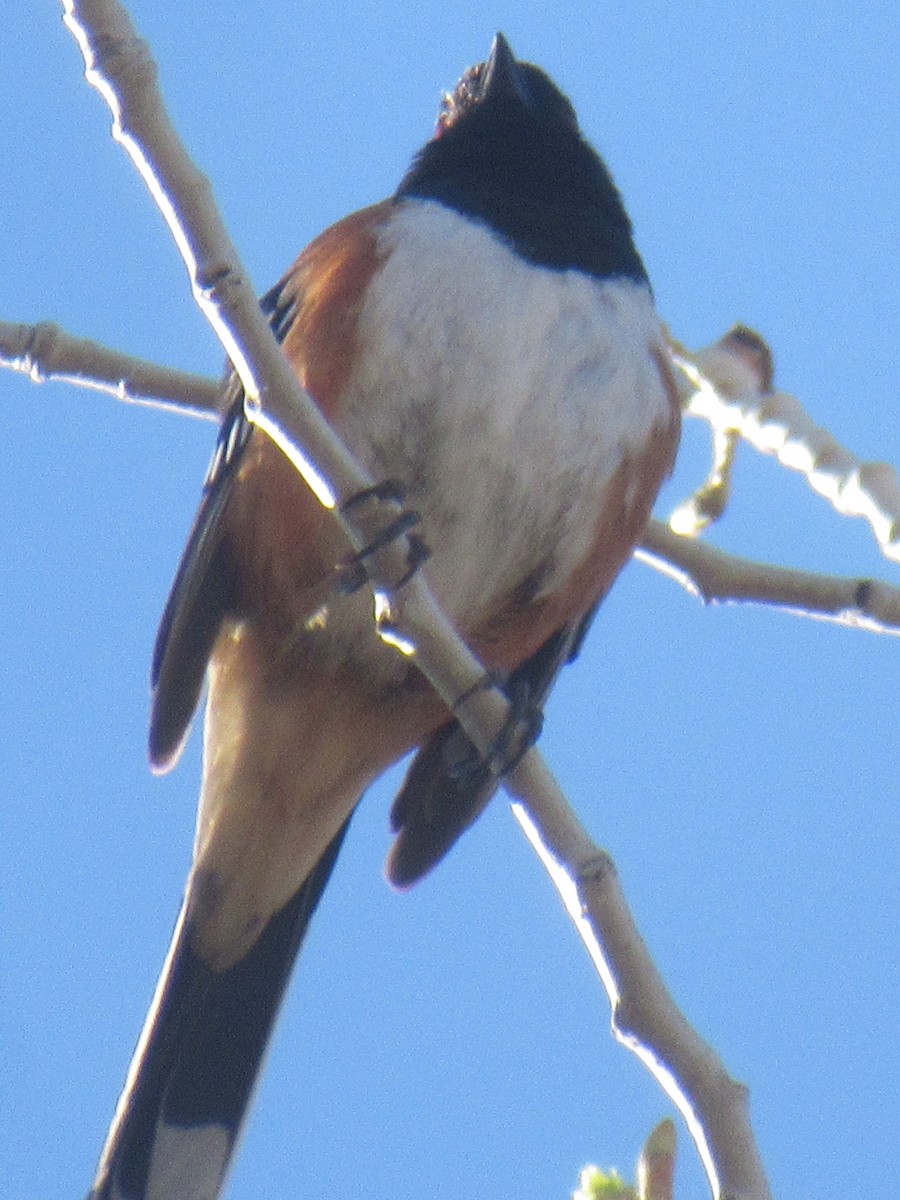 Spotted Towhee - ML617884673
