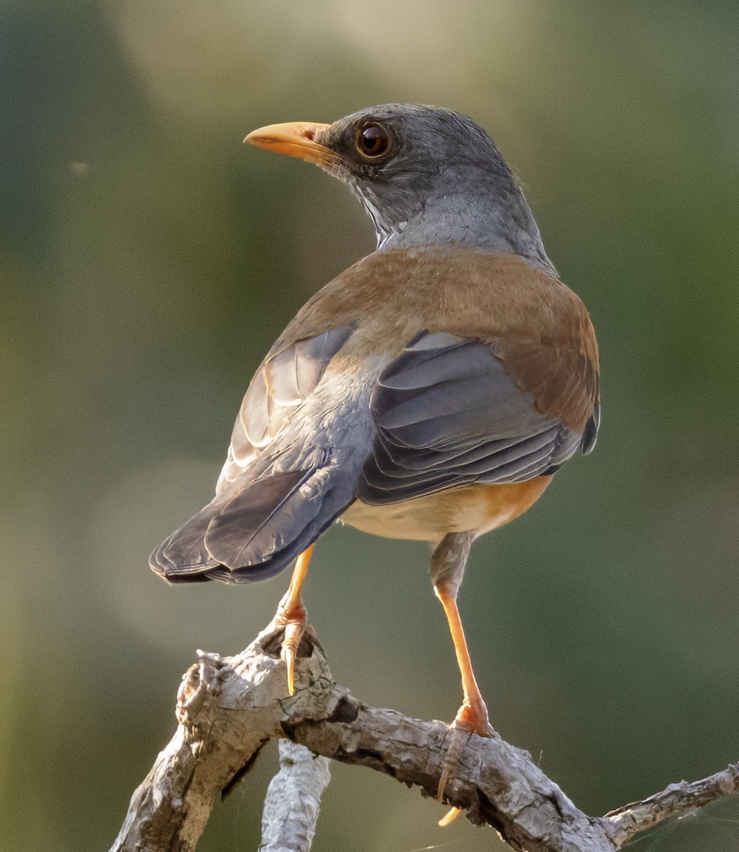 Rufous-backed Robin - Scott Young