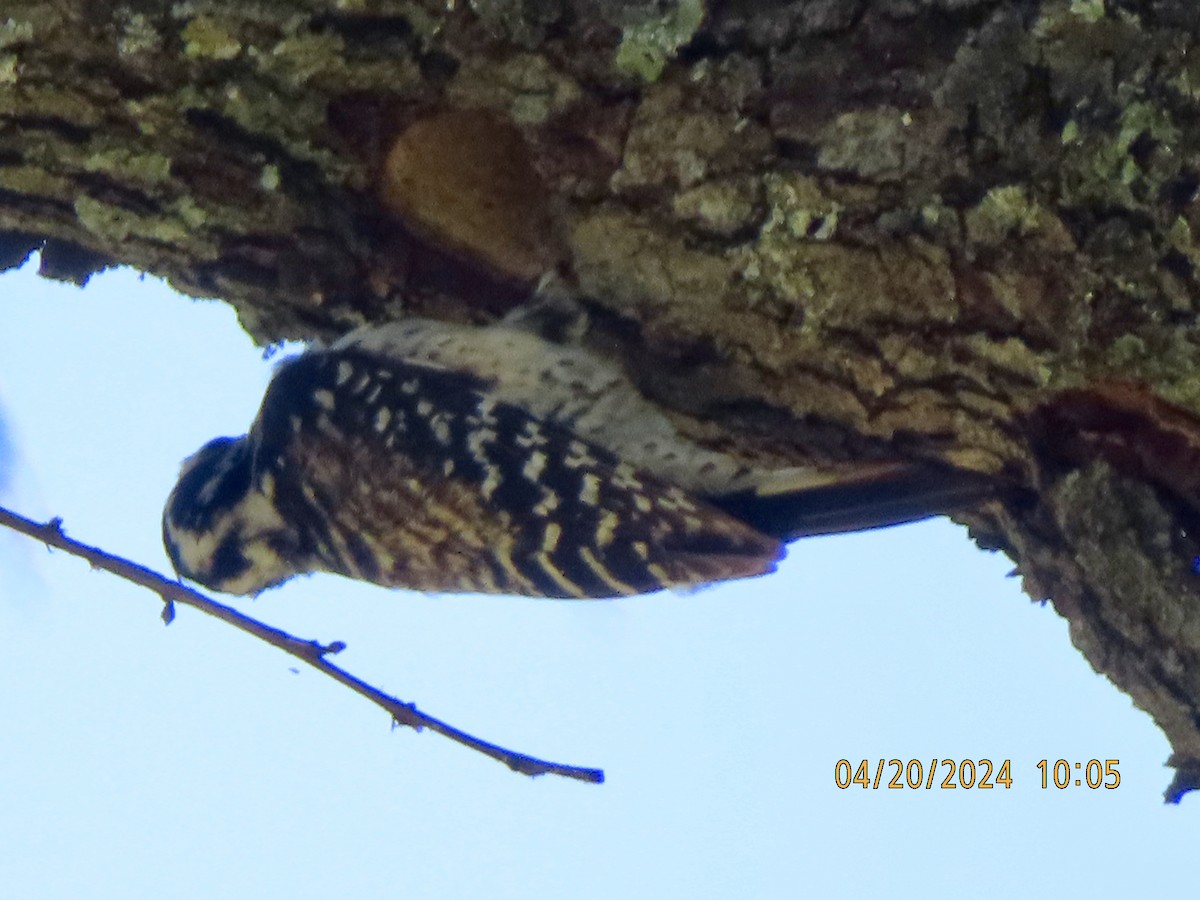 Nuttall's Woodpecker - ML617884716