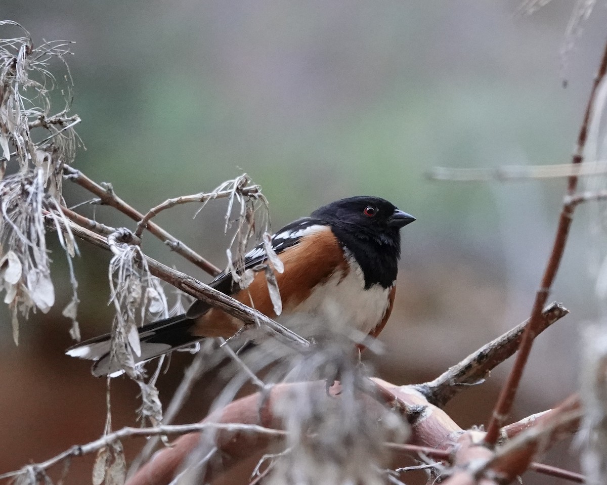 Spotted Towhee - ML617884746