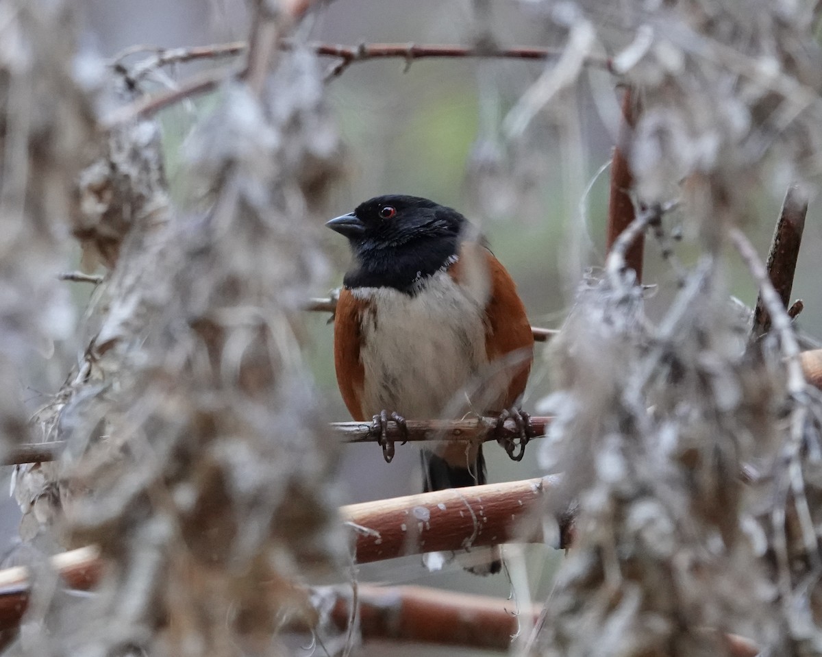 Spotted Towhee - ML617884747
