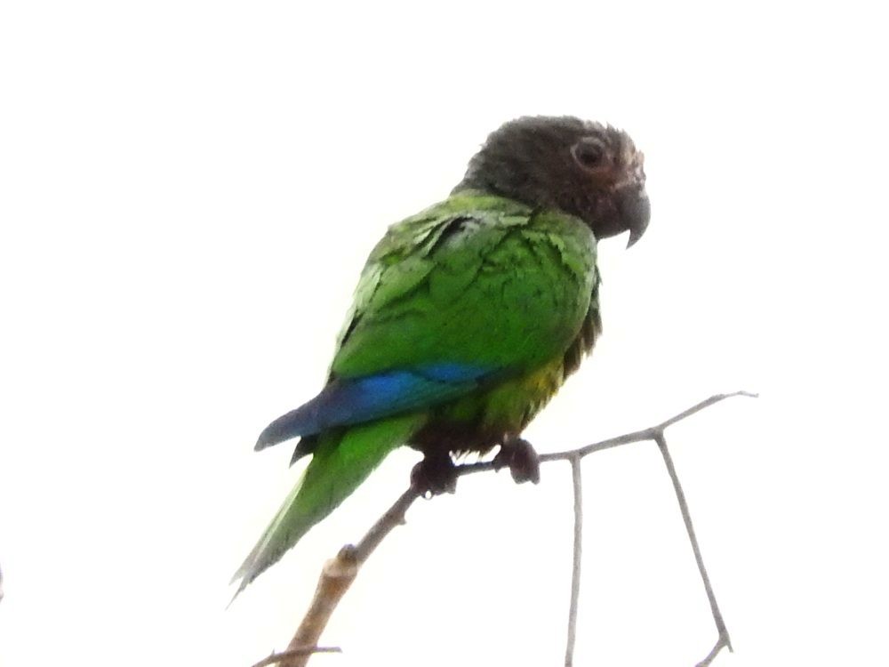 Brown-throated Parakeet - ML617884846