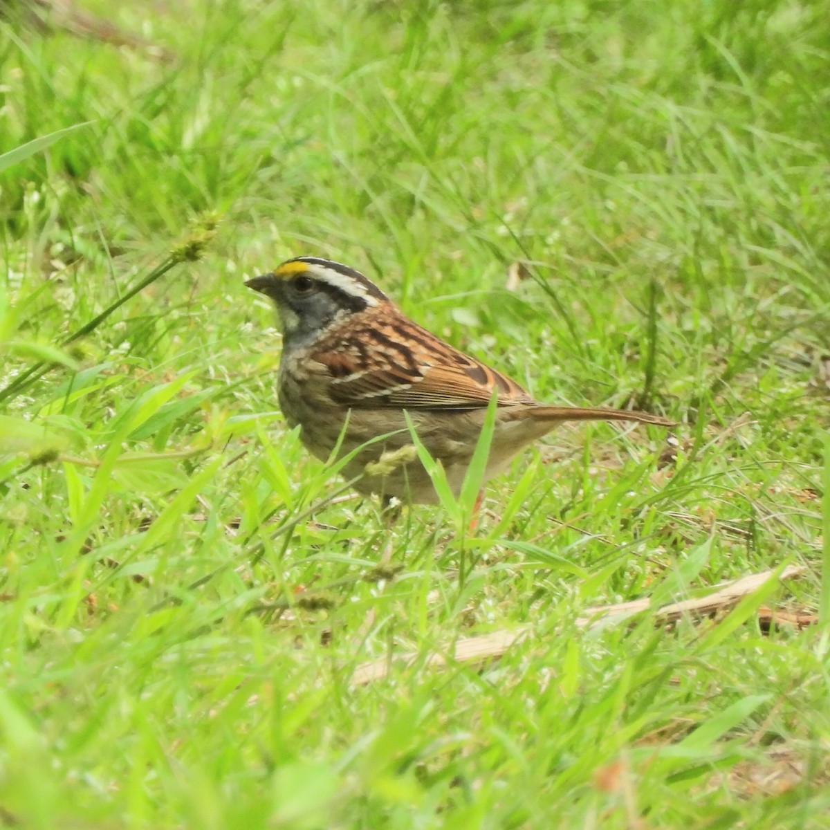 White-throated Sparrow - ML617884851