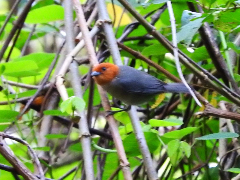 Fulvous-headed Tanager - ML617884864