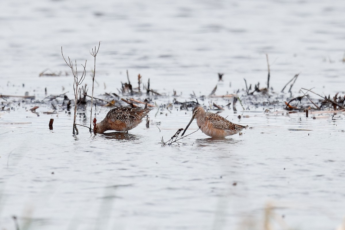 Long-billed Dowitcher - ML617884870