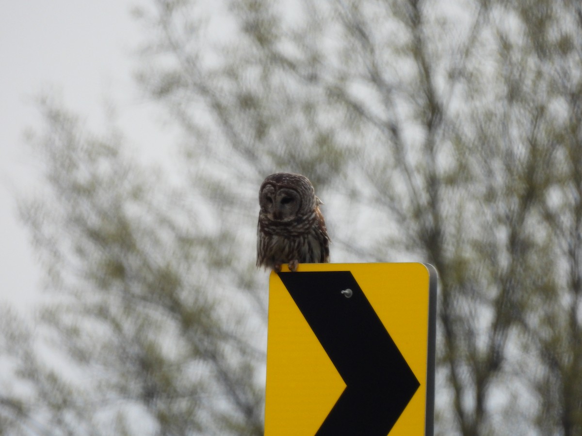 Barred Owl - ML617884964