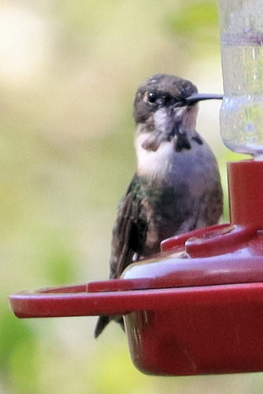 Ruby-throated Hummingbird - James Boughton