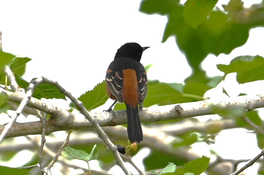 Orchard Oriole - Mike Rome
