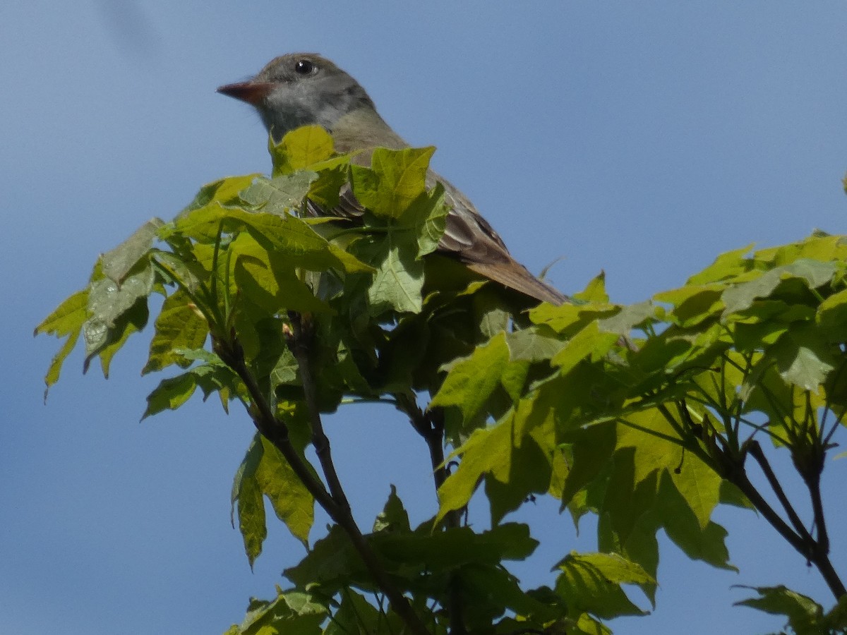 Great Crested Flycatcher - ML617885086