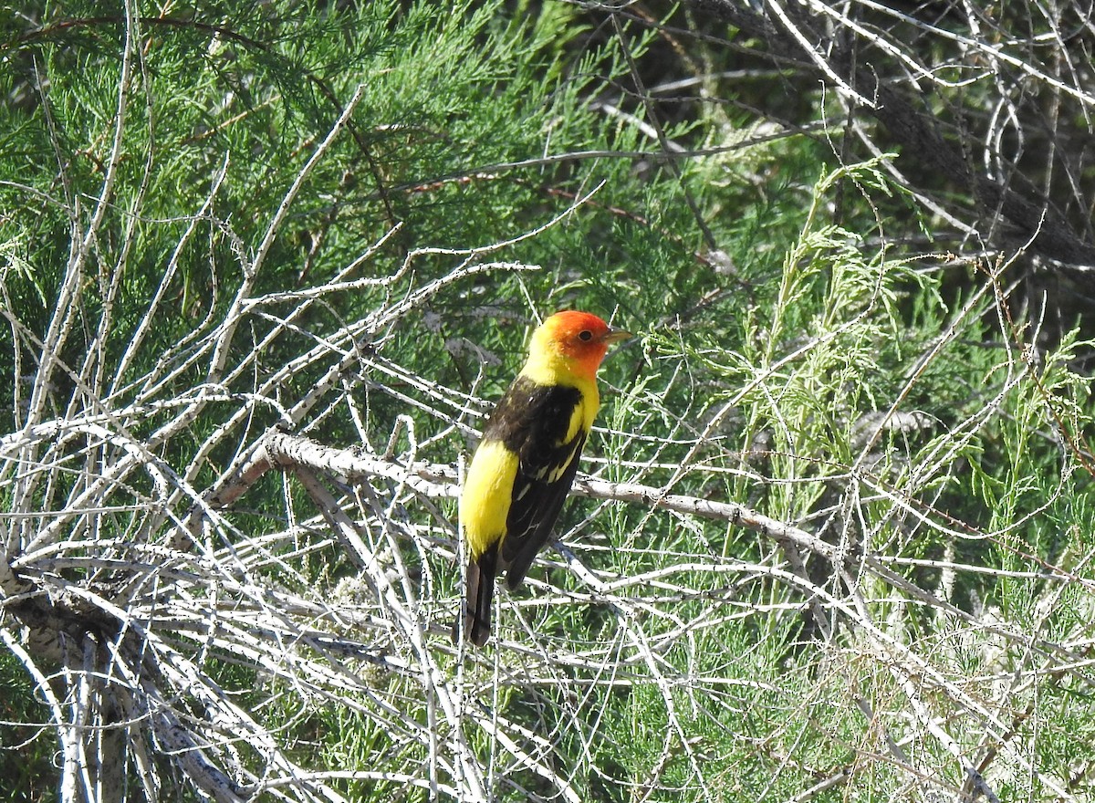 Western Tanager - ML617885129
