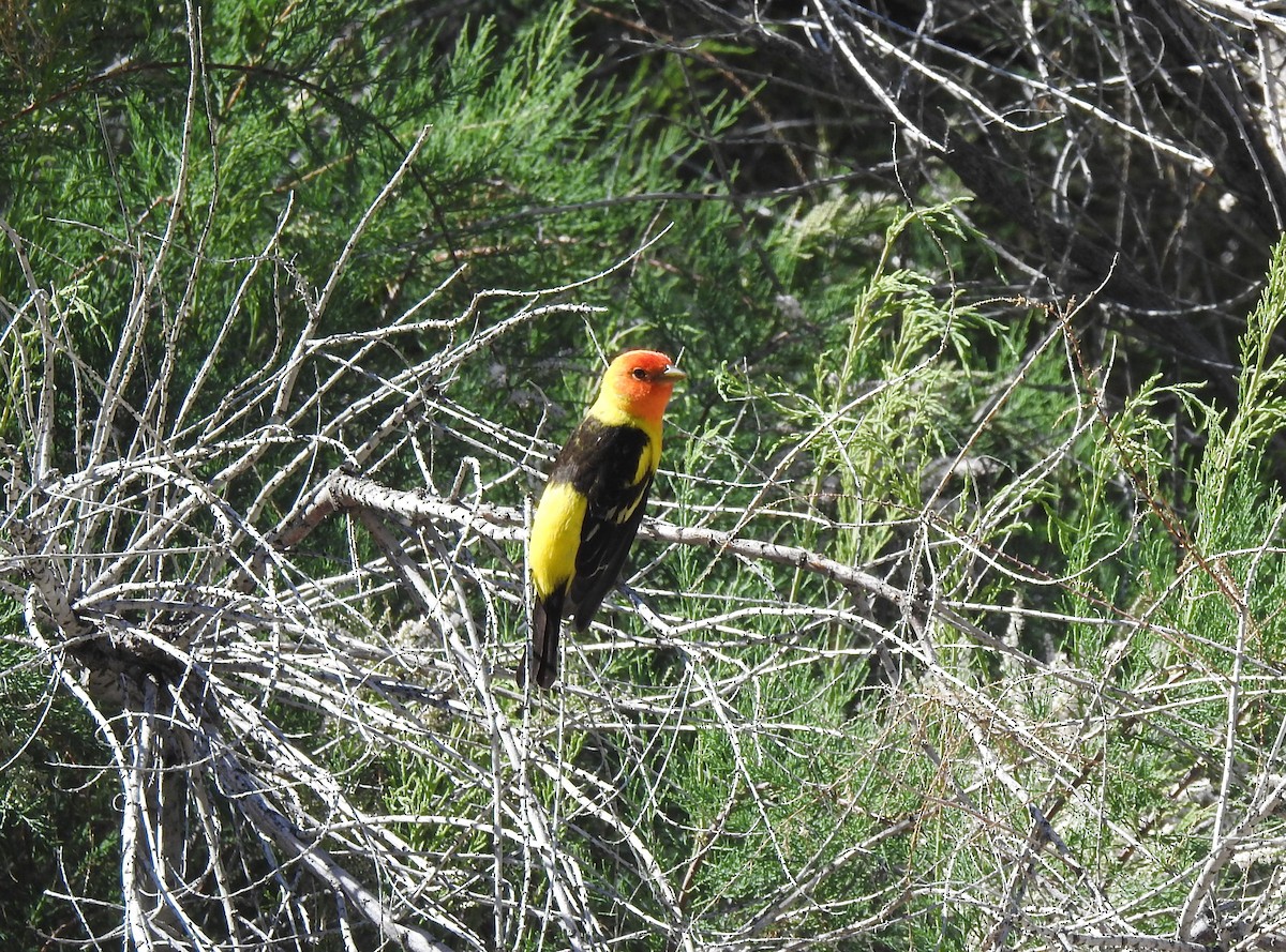 Western Tanager - ML617885130