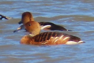 Fulvous Whistling-Duck - ML617885142