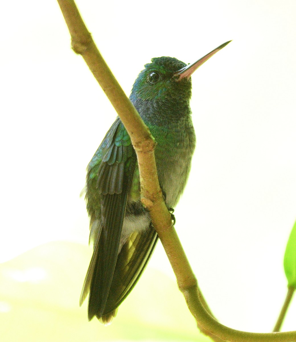 Blue-throated Goldentail - ML617885172