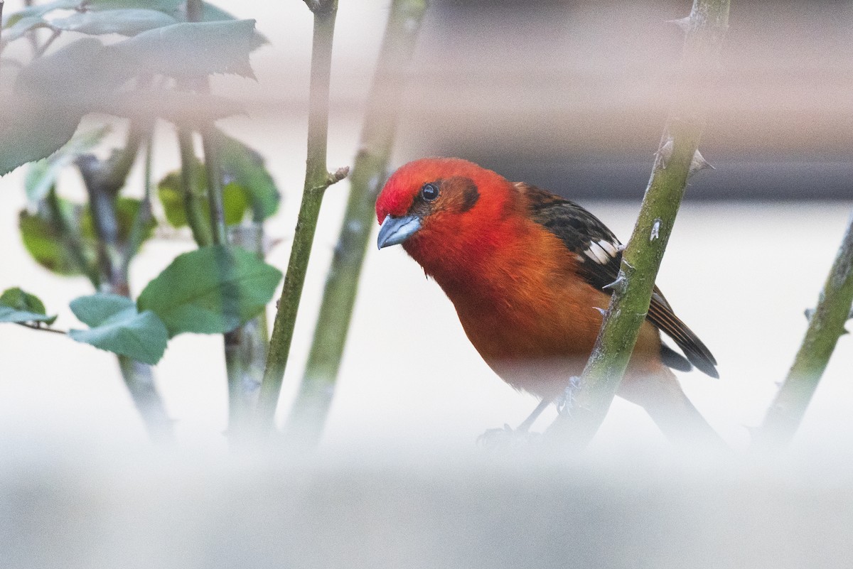 Flame-colored Tanager - ML617885197