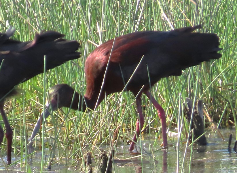 ibis americký - ML617885204