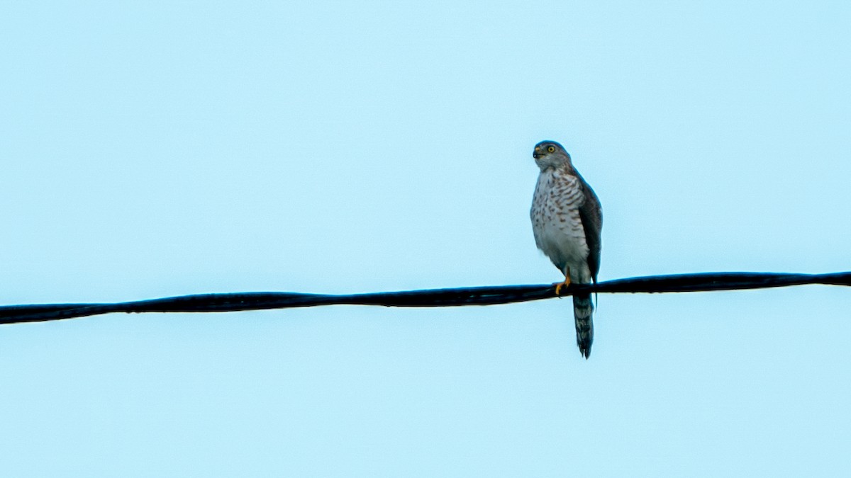Little Sparrowhawk - ML617885213