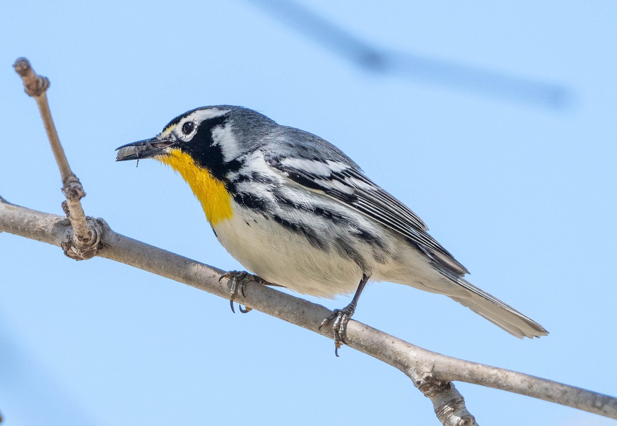 Yellow-throated Warbler - Tom Dougherty