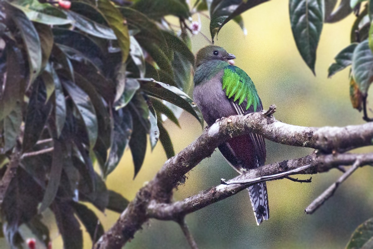 Resplendent Quetzal (Costa Rican) - ML617885223