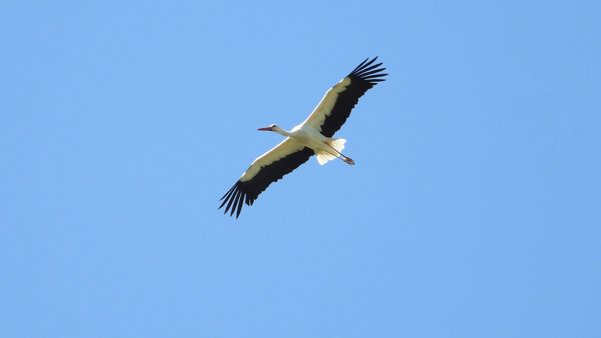 White Stork - Manuel García Ruiz