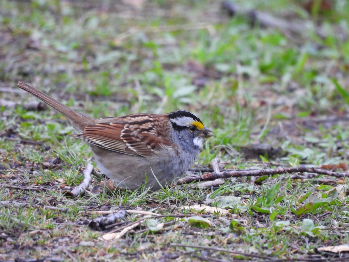 White-throated Sparrow - ML617885236