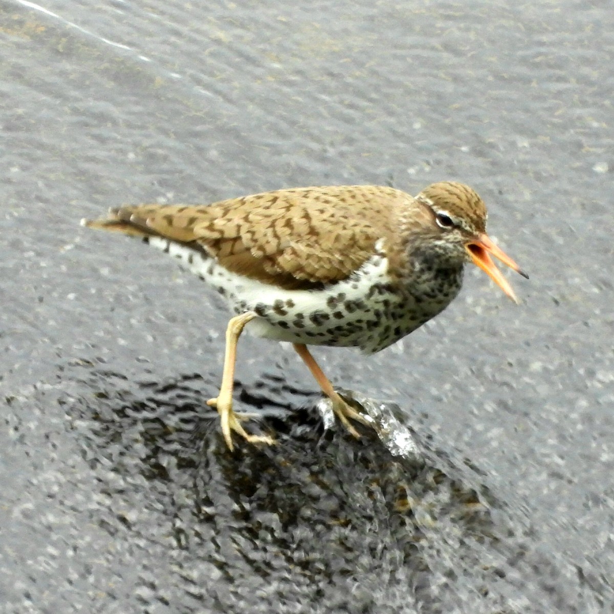 Spotted Sandpiper - Till Dohse