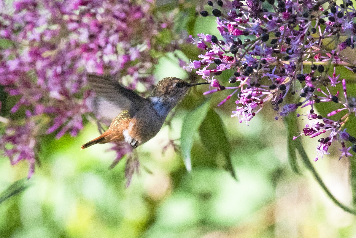 Scintillant Hummingbird - Karina Ortega