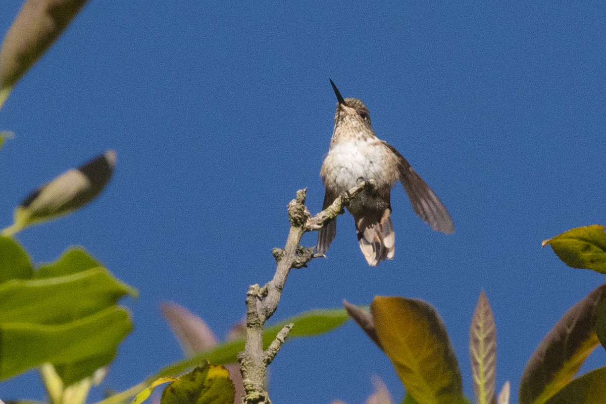 Scintillant Hummingbird - ML617885274