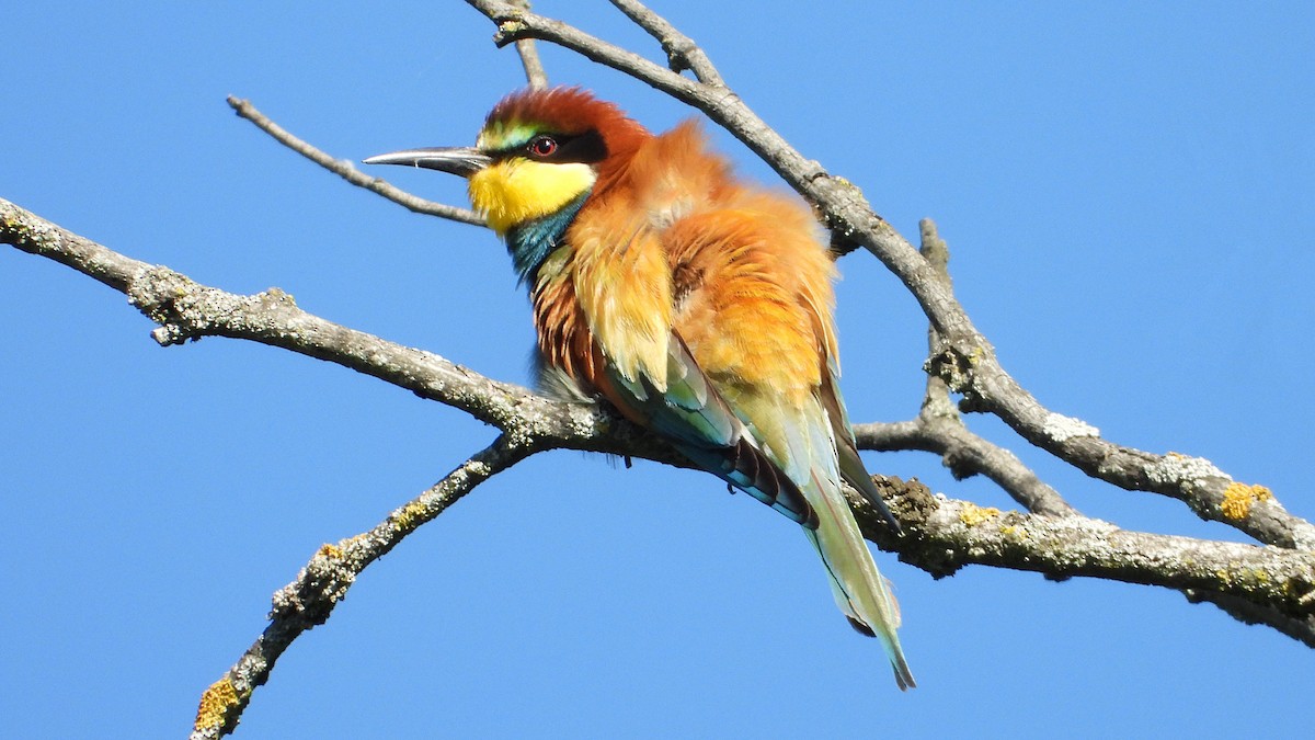 European Bee-eater - ML617885276