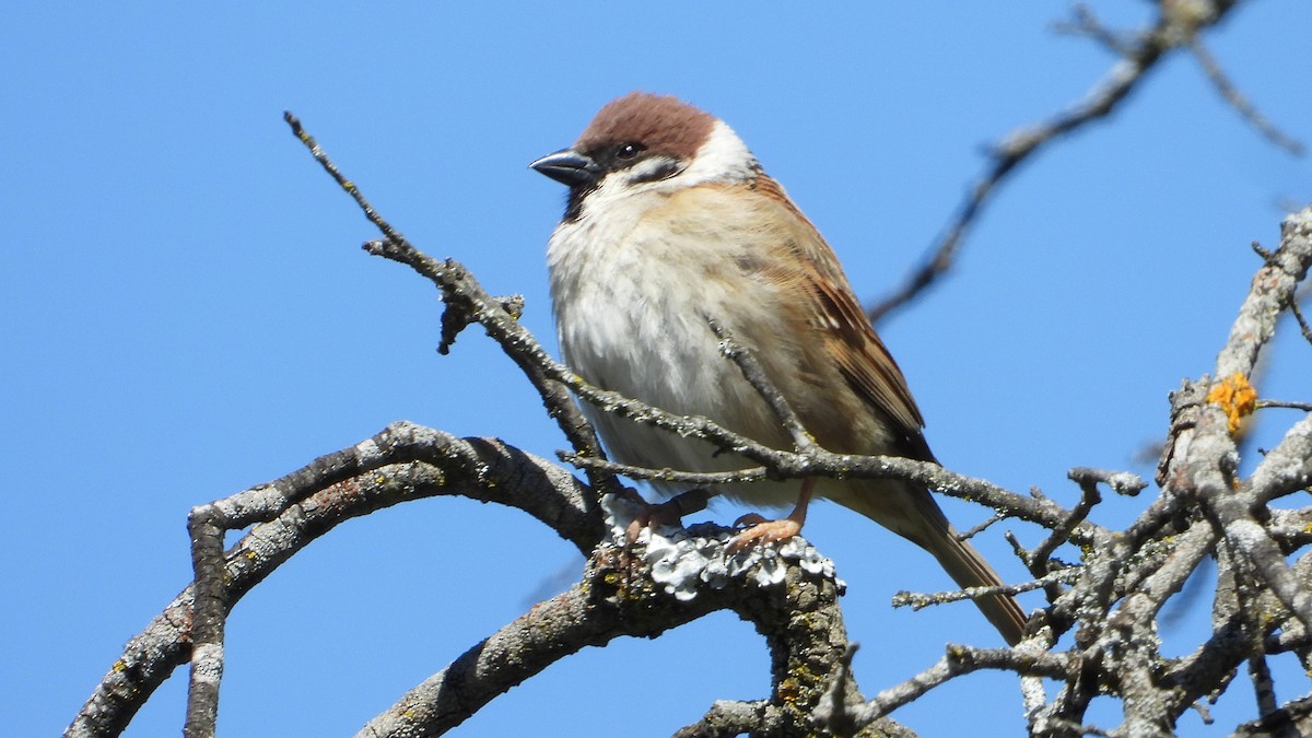 Eurasian Tree Sparrow - ML617885310