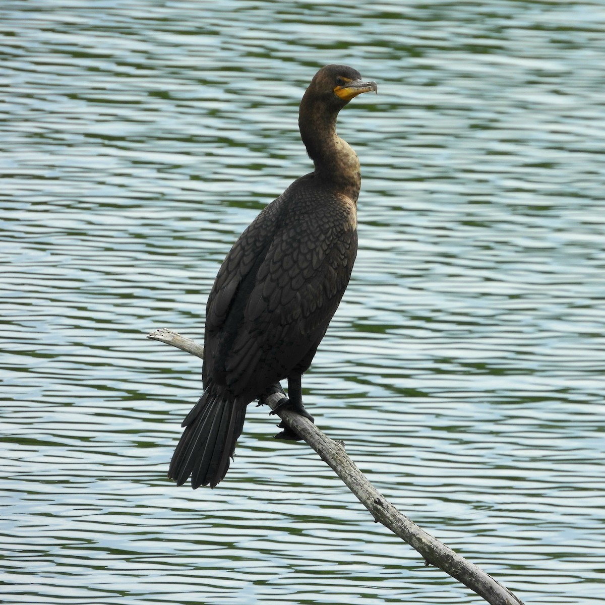 Double-crested Cormorant - Till Dohse