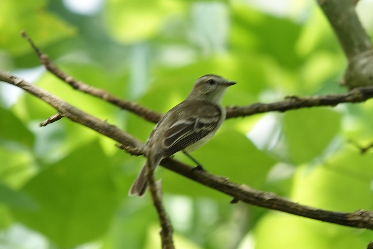 Northern Mouse-colored Tyrannulet - ML617885387
