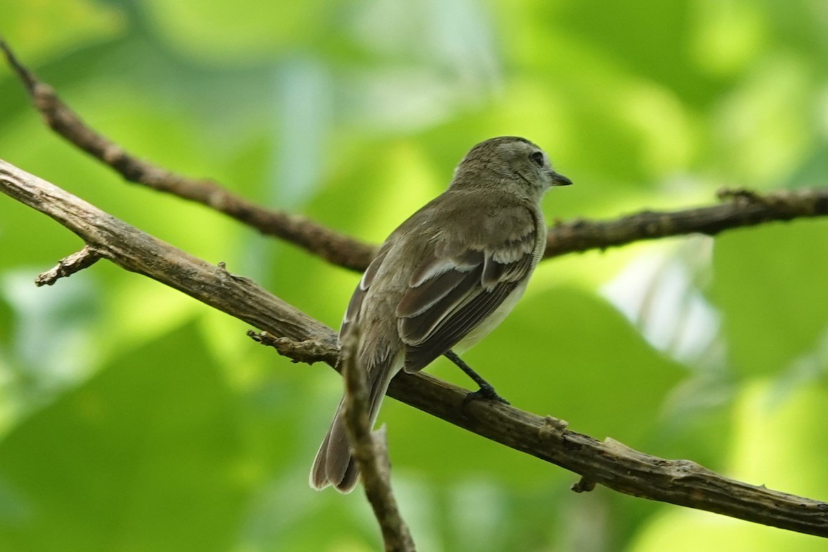 Northern Mouse-colored Tyrannulet - Jim Zook