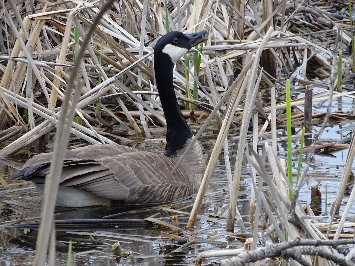 EBird Checklist 24 Apr 2024 Salmon Arm Bay General 46 Species