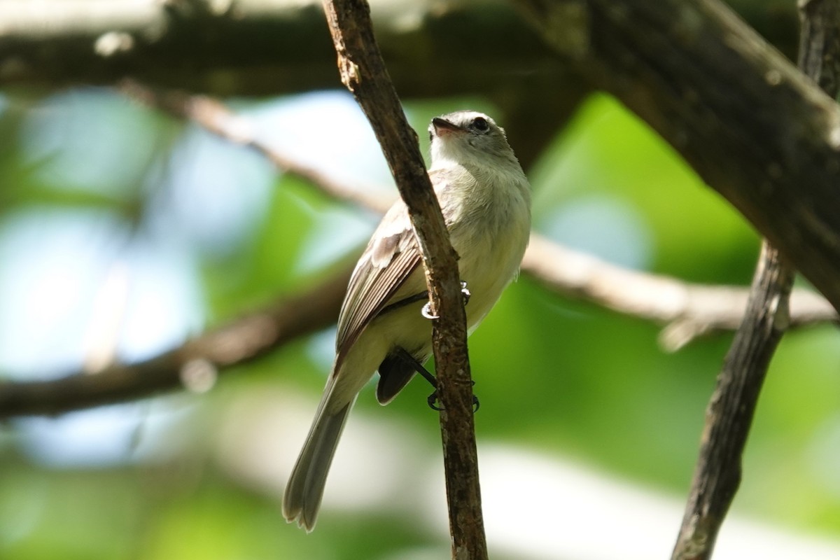 Northern Mouse-colored Tyrannulet - ML617885399