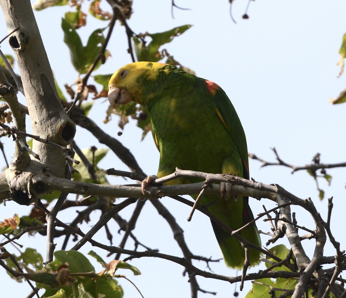 Yellow-headed Parrot - ML617885402
