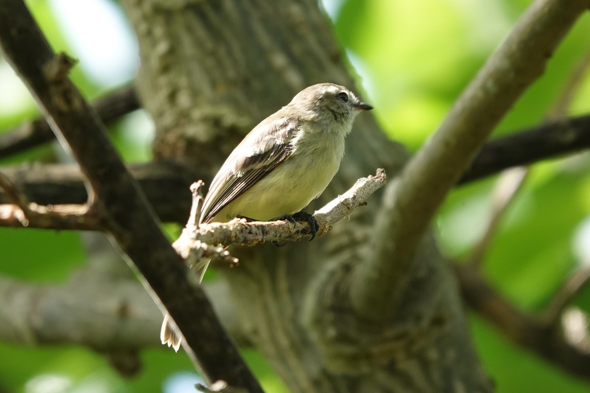 Northern Mouse-colored Tyrannulet - ML617885409