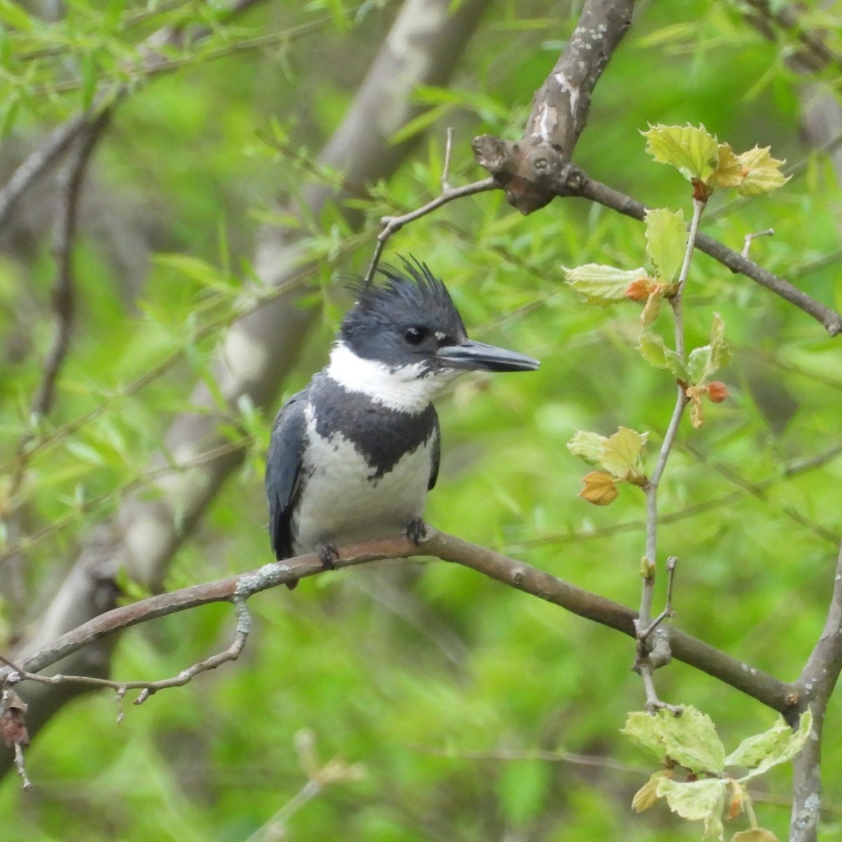 Belted Kingfisher - Till Dohse