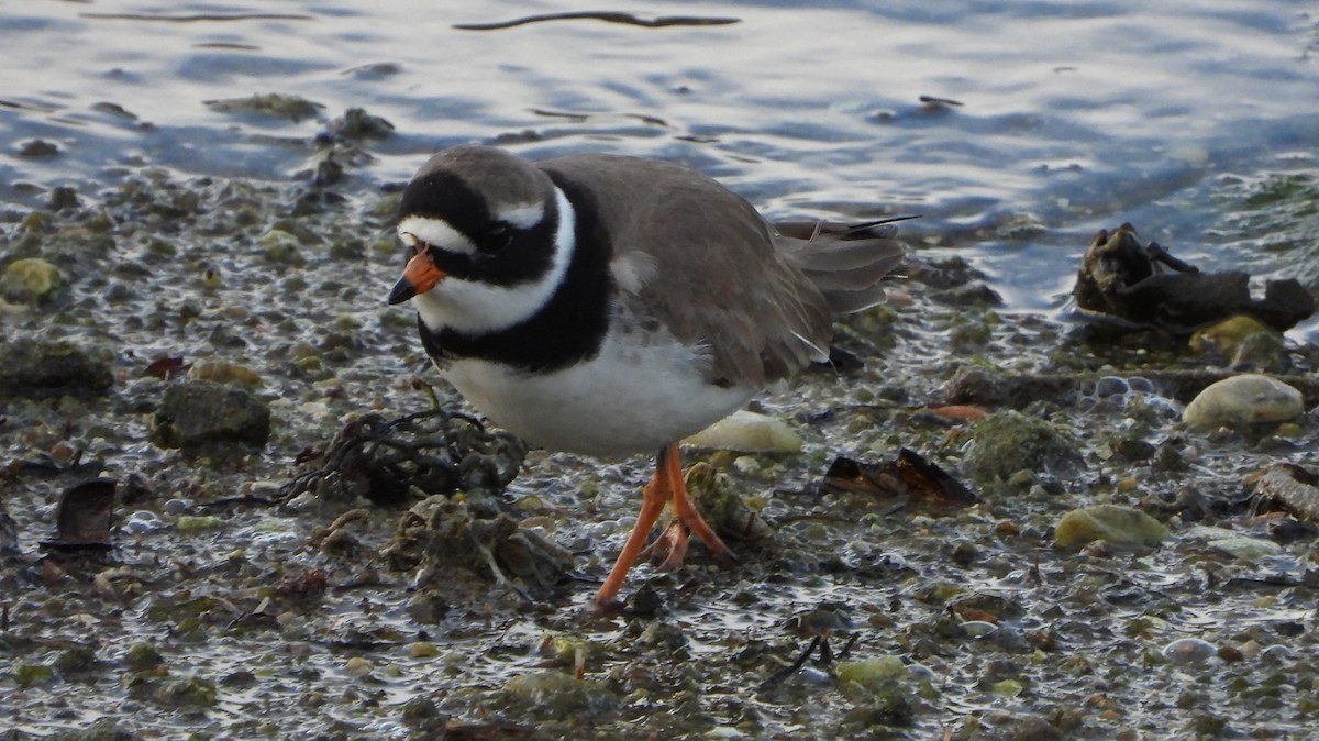 Common Ringed Plover - ML617885480