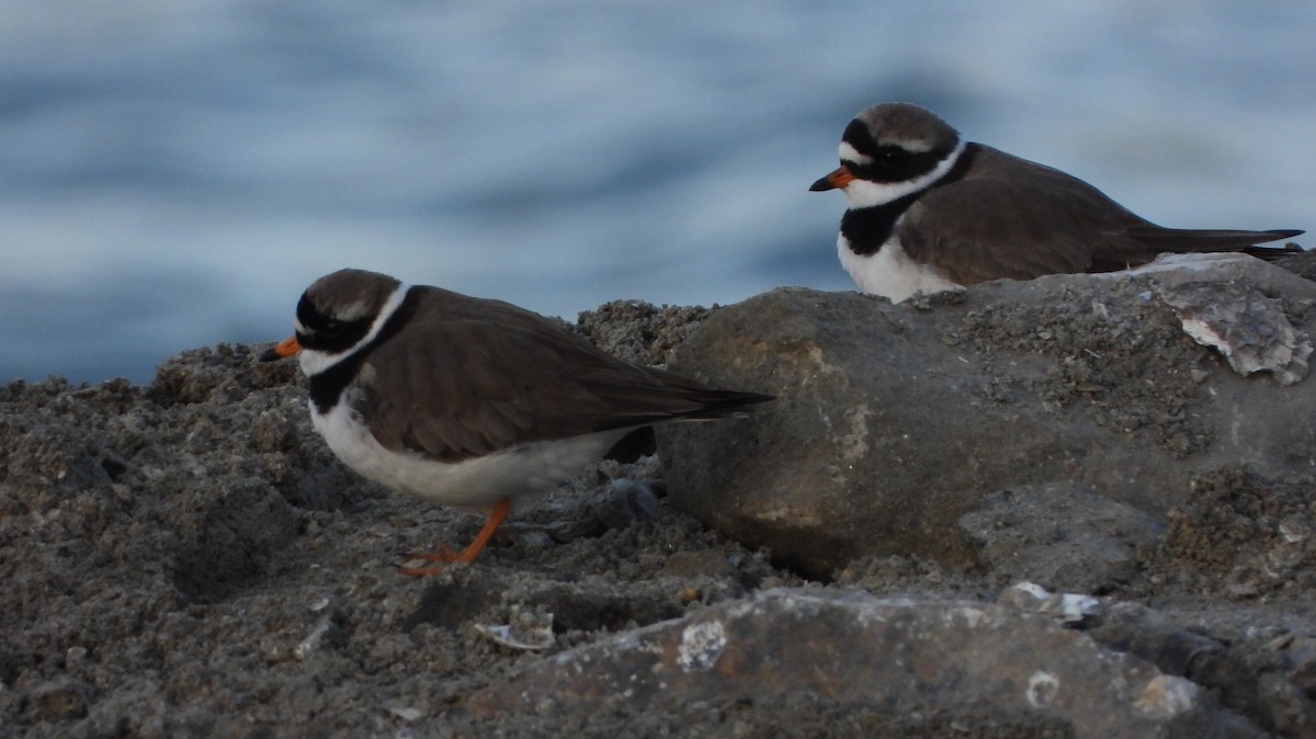Common Ringed Plover - ML617885481