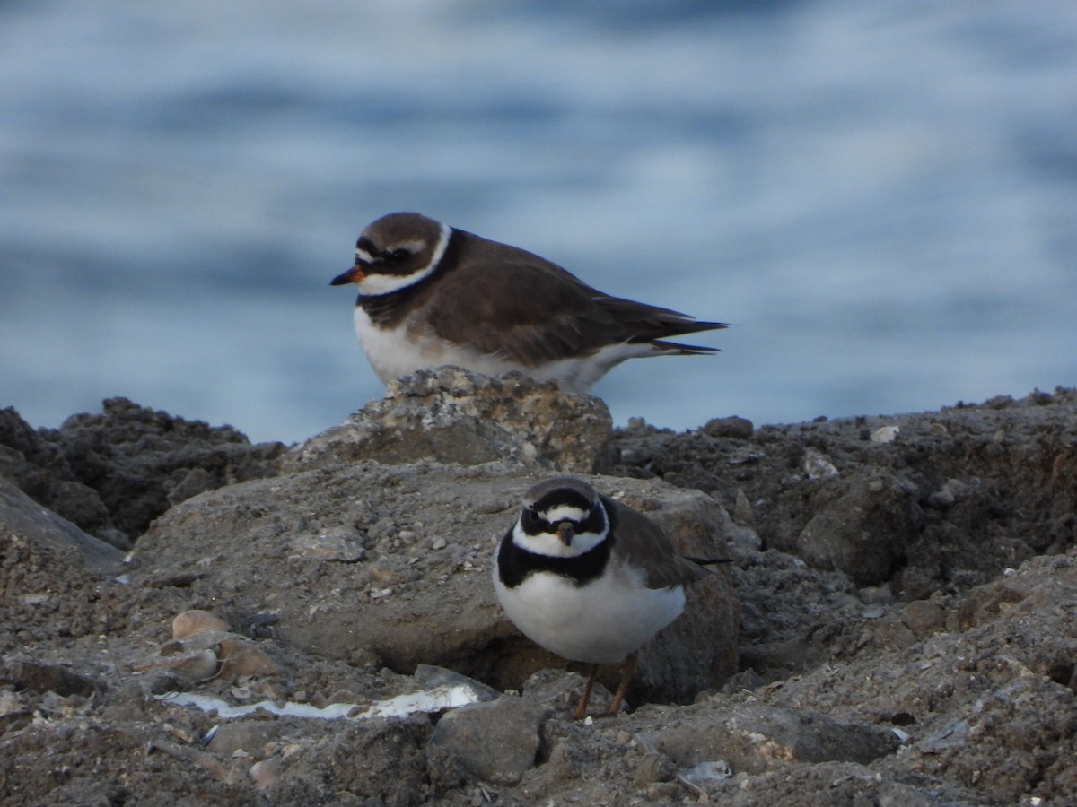 Common Ringed Plover - ML617885484