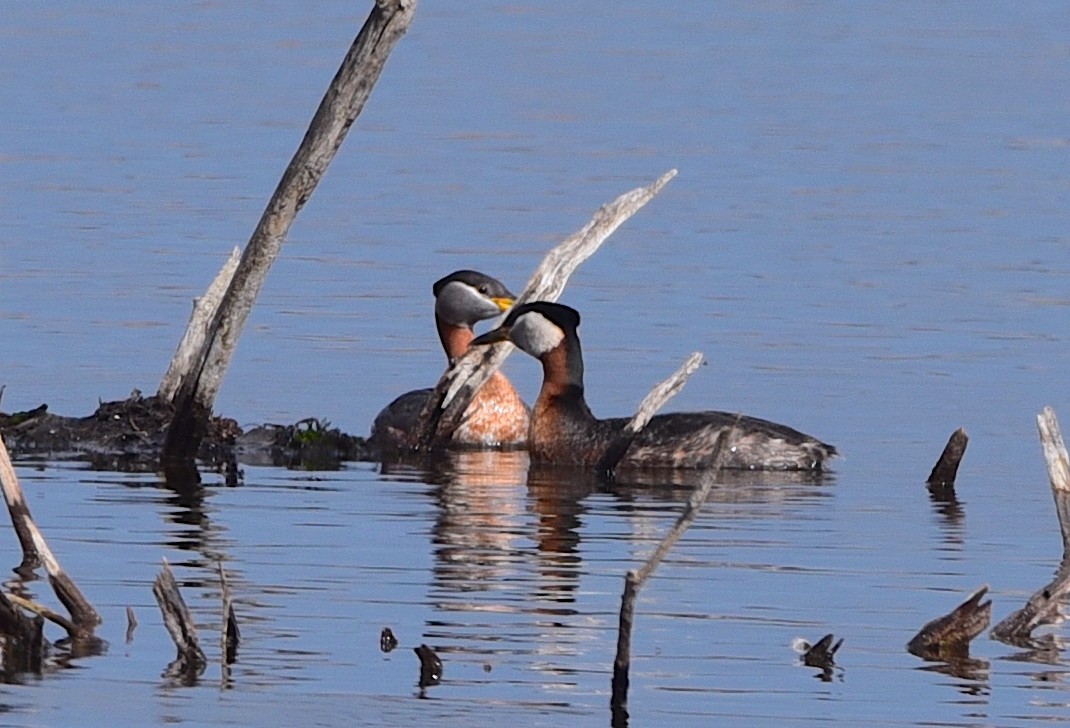 Red-necked Grebe - ML617885487