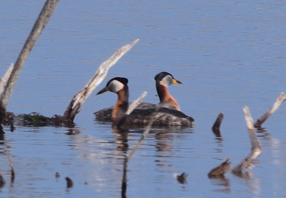 Red-necked Grebe - ML617885488